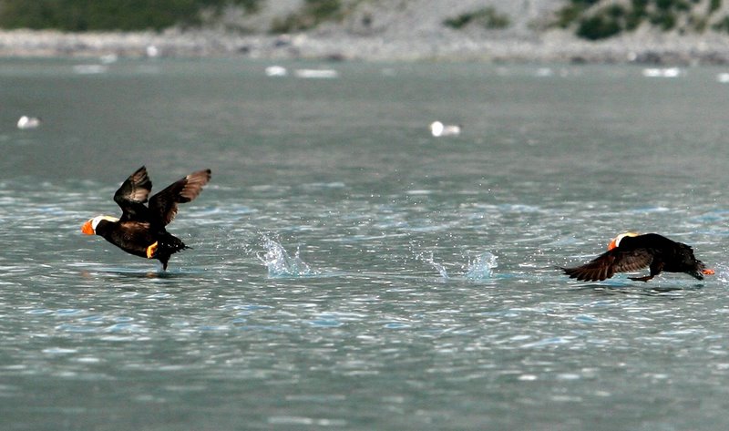 Puffins taking flight 